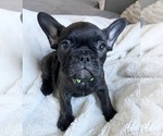 Small Photo #1 French Bulldog Puppy For Sale in PATTERSON, CA, USA