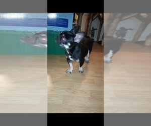 French Bulldog Puppy for sale in LOUISVILLE, KY, USA