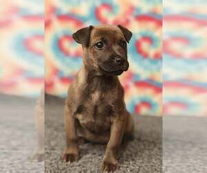 Mutt Dogs for adoption in Royal Palm Beach, FL, USA