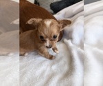 Small Photo #12 Chihuahua Puppy For Sale in SAN ANTONIO, TX, USA