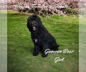 Bernedoodle Puppy for Sale in SAINT CLOUD, Minnesota USA