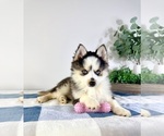Small #1 Pomsky