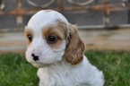 Small Photo #28 Cavapoo Puppy For Sale in PHOENIX, AZ, USA