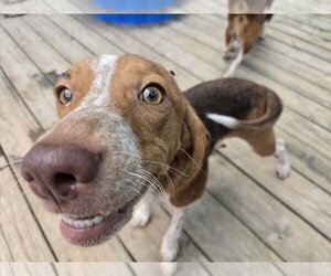 Presley *Available Soon* - Female Beagle Dog for Adoption - Photo #3