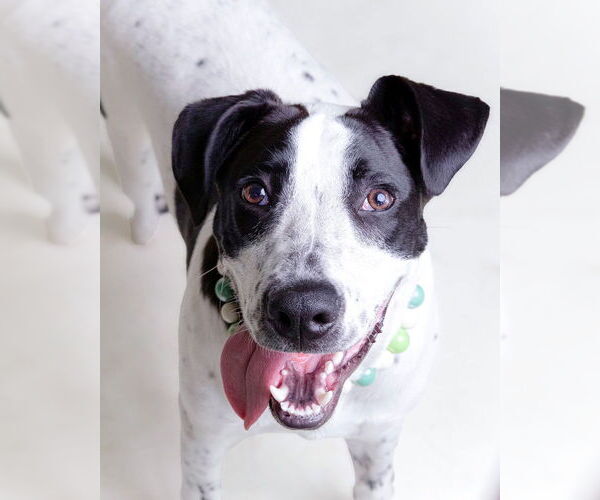 Medium Photo #5 Lab-Pointer Puppy For Sale in Raleigh, NC, USA