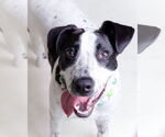 Small #4 Lab-Pointer