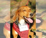 Small Photo #9 Beagle Puppy For Sale in Tampa, FL, USA