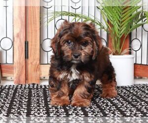 ShihPoo Puppy for sale in NAPLES, FL, USA