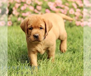 Labrador Retriever Puppy for sale in RONKS, PA, USA
