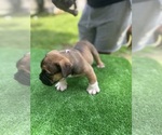 Puppy Problem child American Bully