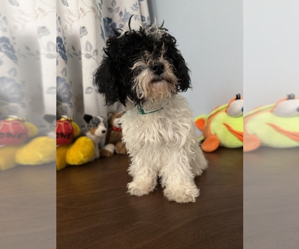 Medium Photo #13 Bichpoo Puppy For Sale in DURHAM, CT, USA
