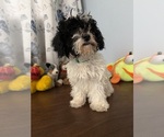 BichPoo puppies - Male Bichpoo Puppy for Sale - Photo #13