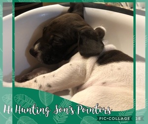 German Shorthaired Pointer Puppy for sale in MARANA, AZ, USA