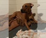 Small #29 Rhodesian Ridgeback