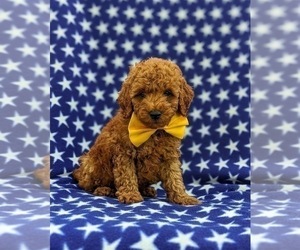 Poodle (Miniature) Puppy for sale in KINZERS, PA, USA