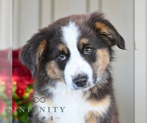 Miniature Australian Shepherd Puppy for sale in REBERSBURG, PA, USA