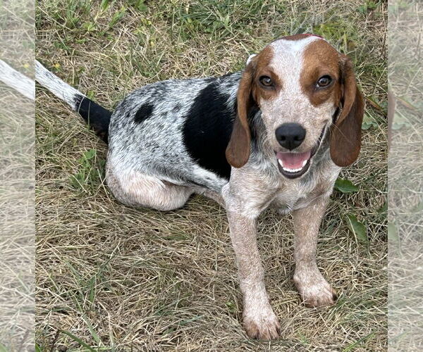 Medium Photo #2 Beagle Puppy For Sale in Batavia, OH, USA