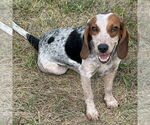 Small #1 Beagle