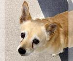 Small #1 Chihuahua
