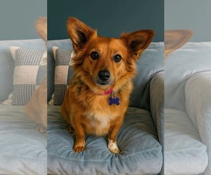 Pembroke Welsh Corgi-Unknown Mix Dogs for adoption in Gulfport, MI, USA