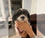 Small #2 Shih Tzu