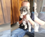 Puppy Pip Schnauzer (Miniature)