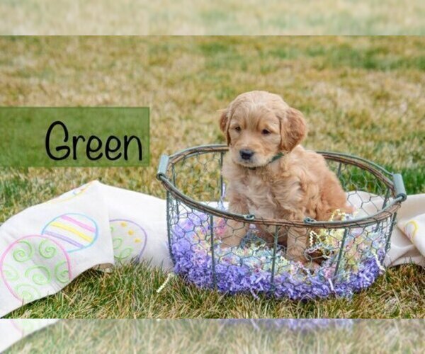 Medium Photo #8 Goldendoodle Puppy For Sale in GARDEN CITY, ID, USA