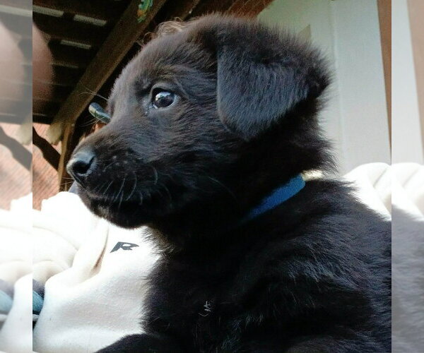 Medium Photo #2 Shepradors Puppy For Sale in Aurora, IN, USA