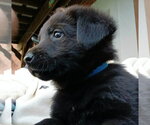Small #1 Shepradors