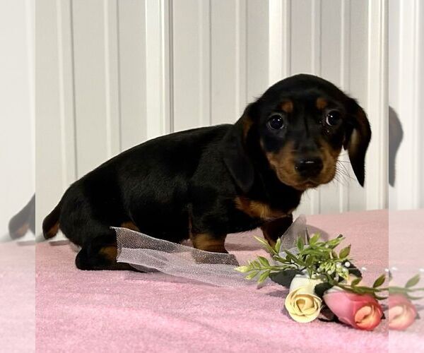 Medium Photo #3 Dachshund Puppy For Sale in FREDONIA, PA, USA