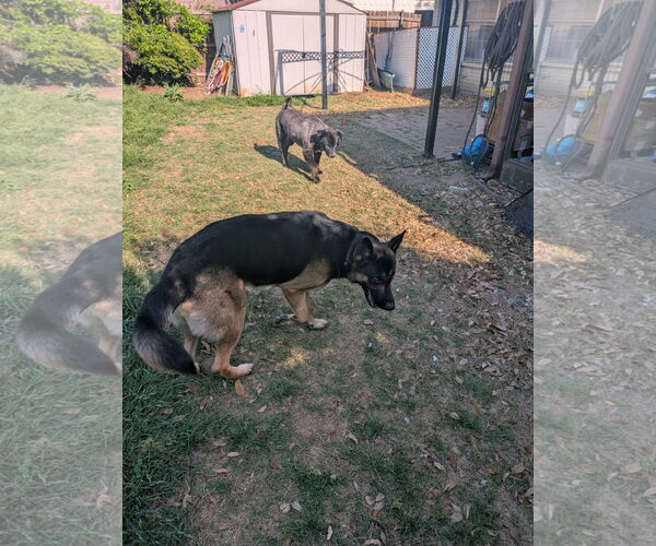 Medium Photo #1 German Shepherd Dog Puppy For Sale in Denton, TX, USA