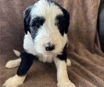 Small Photo #1 Sheepadoodle Puppy For Sale in KINGMAN, AZ, USA