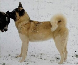 Mother of the Akita puppies born on 11/16/2022