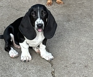 Mother of the Basset Hound puppies born on 01/28/2025