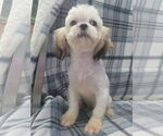 Small #2 Shih Tzu