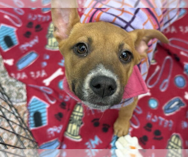 Medium Photo #2 Labrador Retriever-Unknown Mix Puppy For Sale in The Woodlands, TX, USA