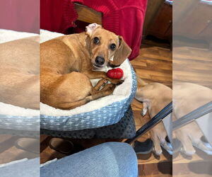 Chiweenie Dogs for adoption in Duluth, MN, USA