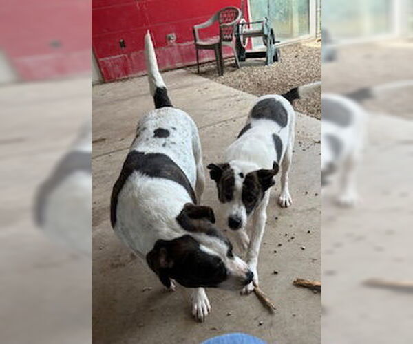 Medium Photo #3 Mutt Puppy For Sale in Pampa, TX, USA
