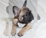 Small Photo #7 French Bulldog Puppy For Sale in AUSTIN, TX, USA