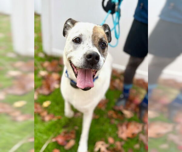 Medium Photo #6 Boxer-Unknown Mix Puppy For Sale in Westwood, NJ, USA