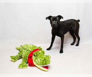 Mutt Dogs for adoption in Sanford, FL, USA