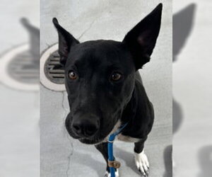 Staffordshire Bull Terrier Dogs for adoption in Salinas, CA, USA