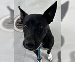 Small Staffordshire Bull Terrier