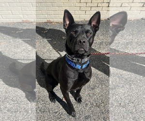 Dante - Male American Pit Bull Terrier-German Shepherd Dog Mix Dog for Adoption - Photo #12
