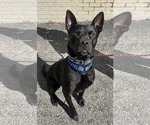 Small Photo #12 American Pit Bull Terrier-German Shepherd Dog Mix Puppy For Sale in Munford, TN, USA