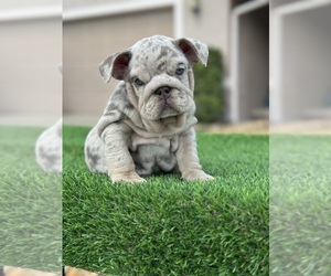 Bulldog Puppy for sale in AUBURNDALE, FL, USA