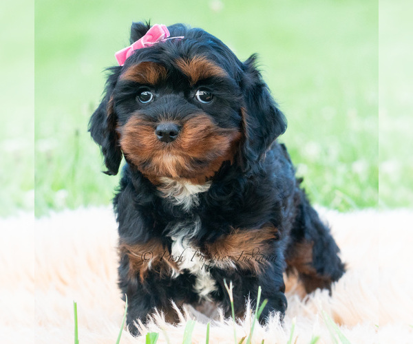 Medium Photo #2 Cavapoo (Miniature) Puppy For Sale in WARSAW, IN, USA