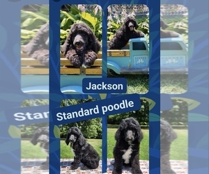Poodle (Standard) Puppy for sale in LOGANSPORT, IN, USA