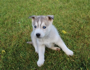 Siberian Husky Puppy for sale in TACOMA, WA, USA