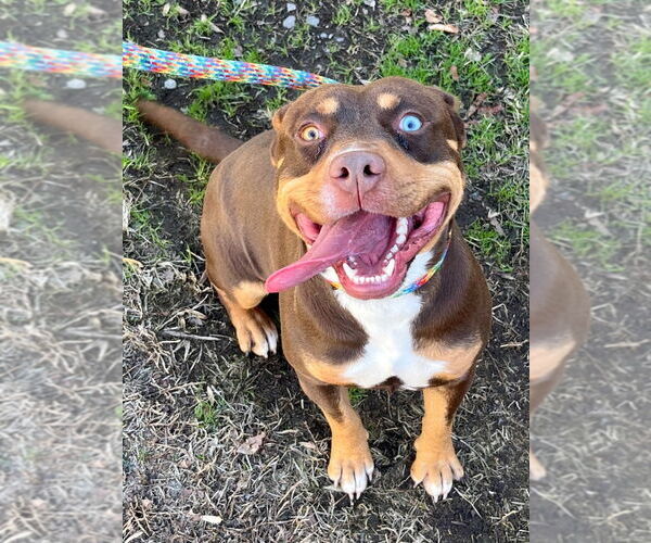 Medium Photo #1 Mutt Puppy For Sale in Tarboro, NC, USA